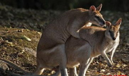 动物性爱视频,一场自然界的爱恋盛宴